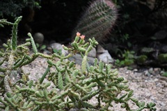 Opuntia pumila