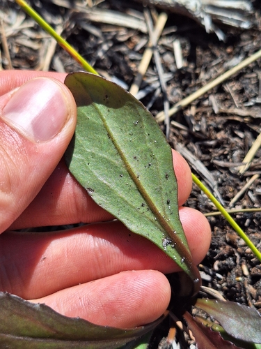 Image of Goodenia mystrophylla by (c) Oscar Dove, some rights reserved (CC BY)