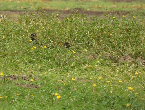 Australian Painted-snipe (Rostratula australis), photo 7