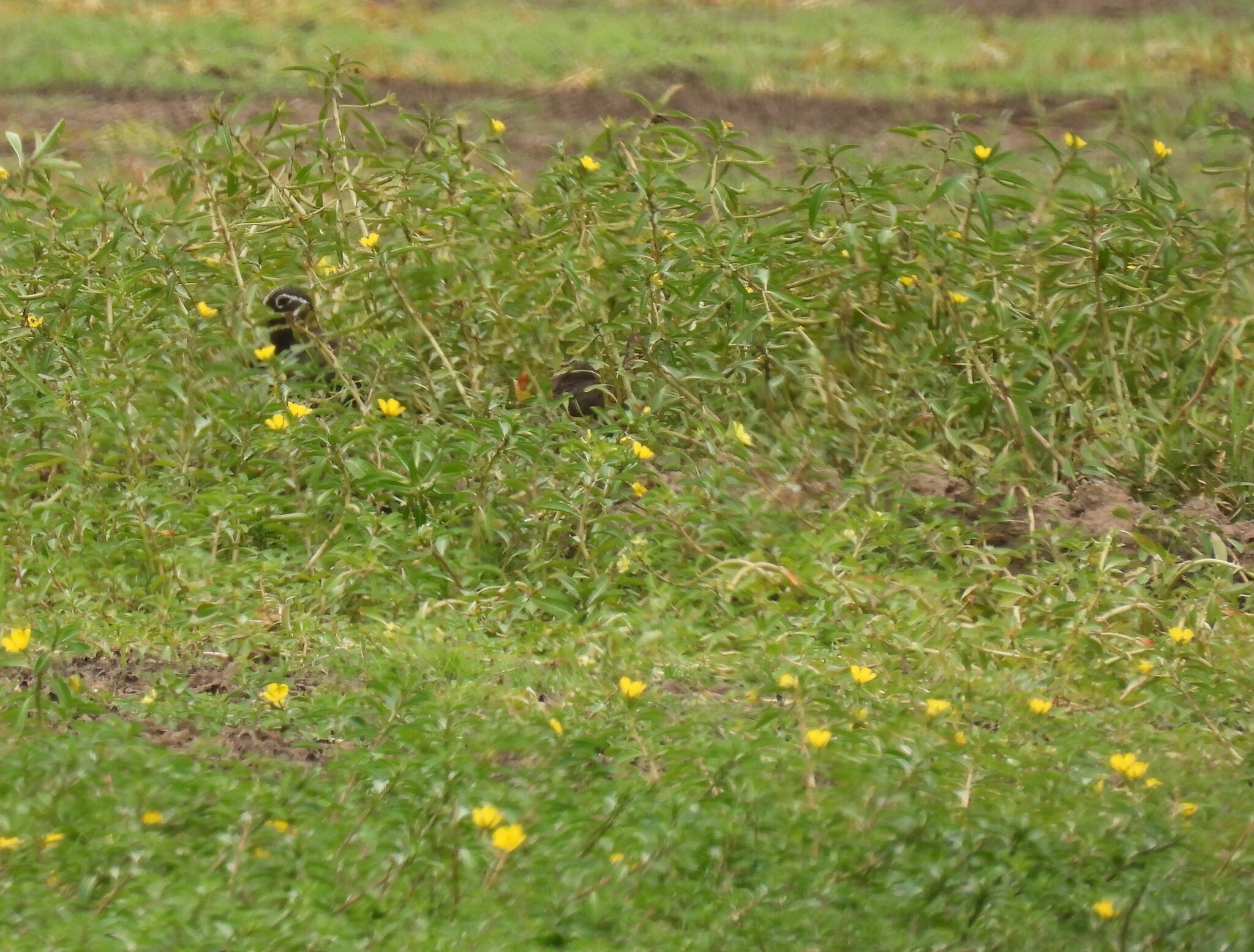Australian Painted-snipe (Rostratula australis), photo 4