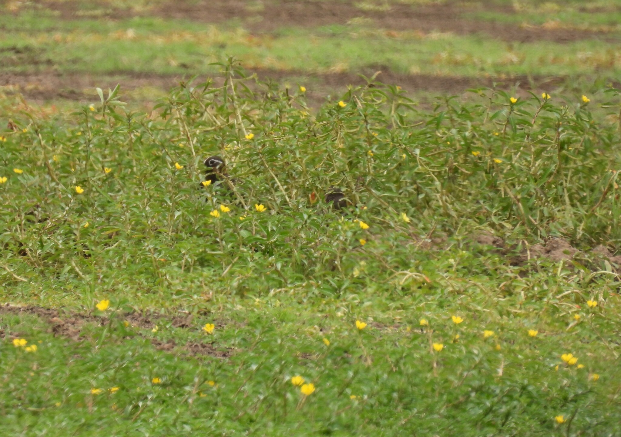 Australian Painted-snipe (Rostratula australis), photo 3