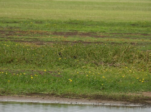 Australian Painted-snipe (Rostratula australis), photo 8