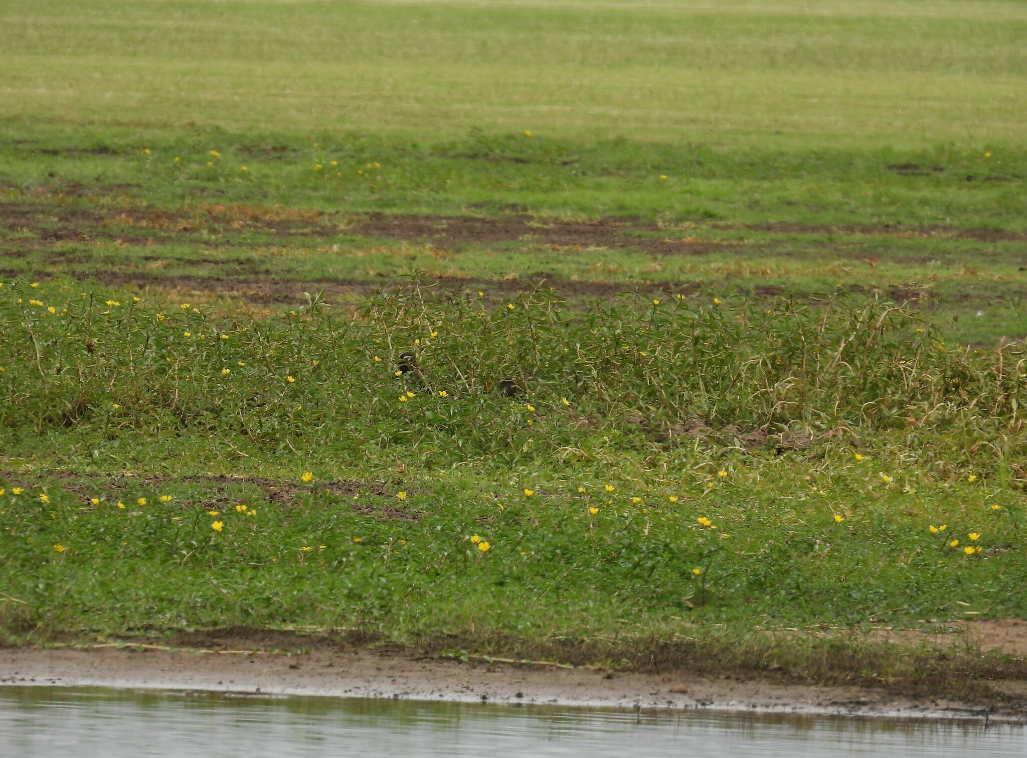Australian Painted-snipe (Rostratula australis), photo 5