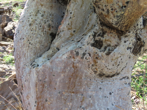 Image of Moringa ovalifolia by no rights reserved