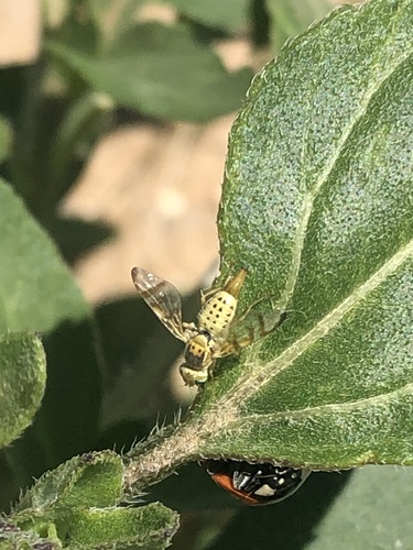 Terellia occidentalis photo 2