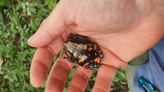 Newton's Rubber Frog photo 3