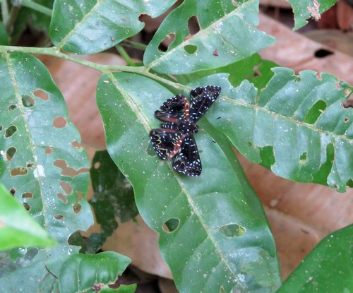 Calydna charila