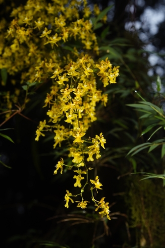 Image of Oncidium ornithorhynchum by (c) Daniel Mesa, some rights reserved (CC BY)
