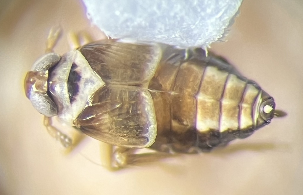 Delphacodes trimaculata