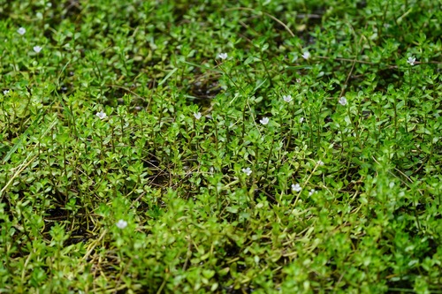 Bacopa monnieri