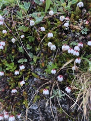 Harrimanella hypnoides