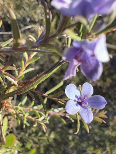 Billardiera speciosa (Billardiera speciosa)