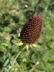 Rudbeckia occidentalis