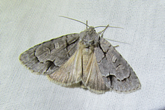 Acronicta radcliffei