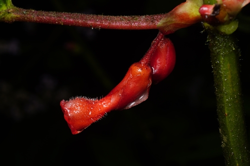 Glossoloma baguense