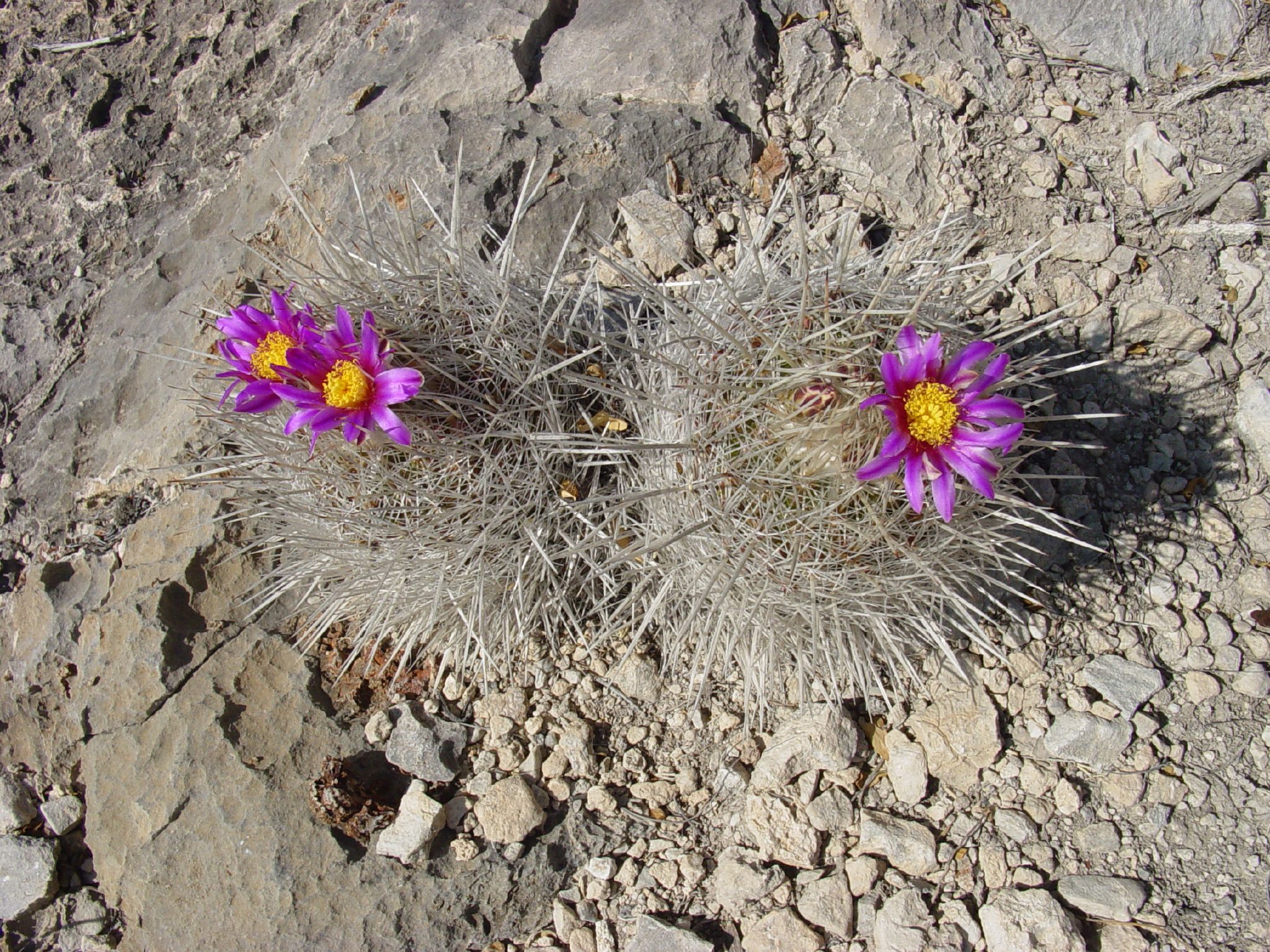 Thelocactus conothelos ssp. argenteus
