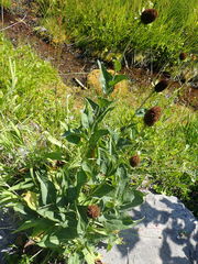 Rudbeckia occidentalis