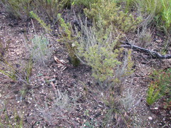 Myrovernix glandulosus