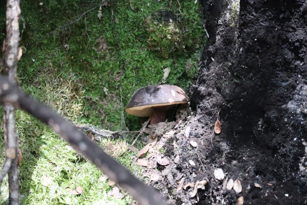 Tylopilus formosus · January 2025 · photo: © chrystal1914 (iNaturalist, cc-by)