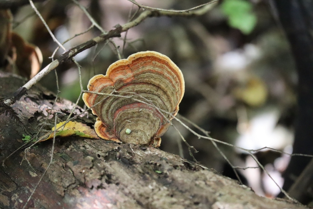 Stereum ostrea · January 2025 · photo: © chrystal1914 (iNaturalist, cc-by)