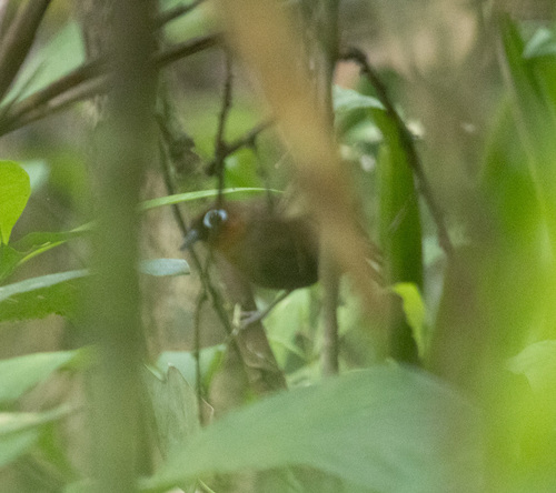 Rufous-throated Antbird (Gymnopithys rufigula), photo 3