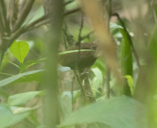 Rufous-throated Antbird (Gymnopithys rufigula), photo 2