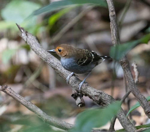 Common Scale-backed Antbird (Willisornis poecilinotus), photo 1