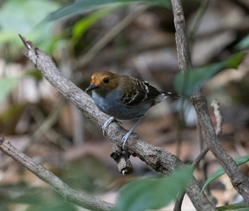 Common Scale-backed Antbird (Willisornis poecilinotus), photo 2