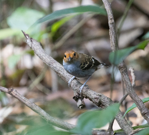 Common Scale-backed Antbird (Willisornis poecilinotus), photo 7