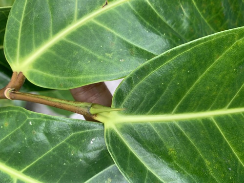 Ficus tinctoria observed 2025-02-06