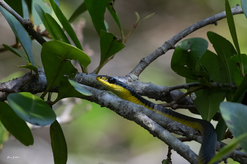 Common Tree Snake sighting