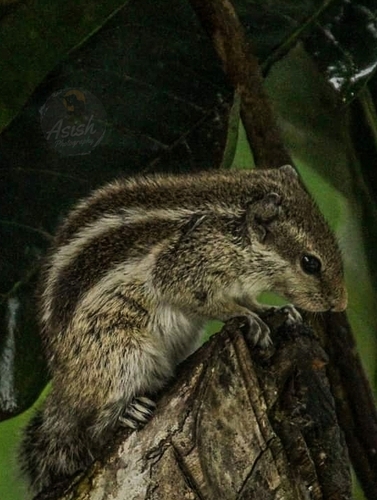Five-striped Palm Squirrel