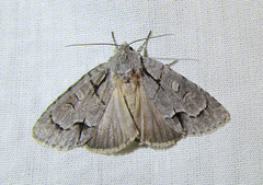 Acronicta radcliffei