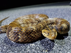 Nerodia fasciata × clarkii