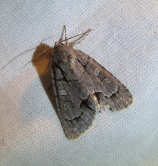 Acronicta radcliffei