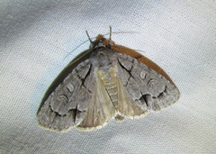 Acronicta radcliffei