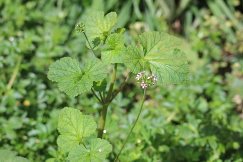 Image of Pelargonium inodorum by (c) chrystal1914, some rights reserved (CC BY)