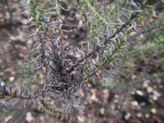 Myrovernix glandulosus