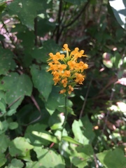 Platanthera cristata