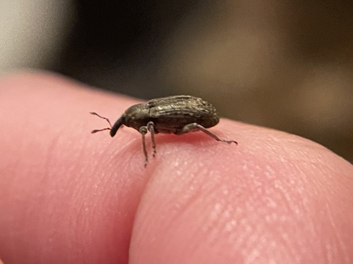 Alfalfa Weevil photo 3