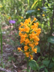 Platanthera cristata