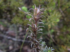Myrovernix glandulosus