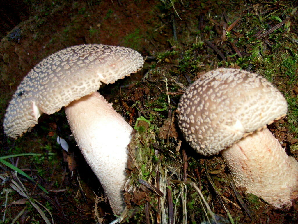 Amanita rubescens · May 2009 · photo: © hector_montero (iNaturalist, cc-by)