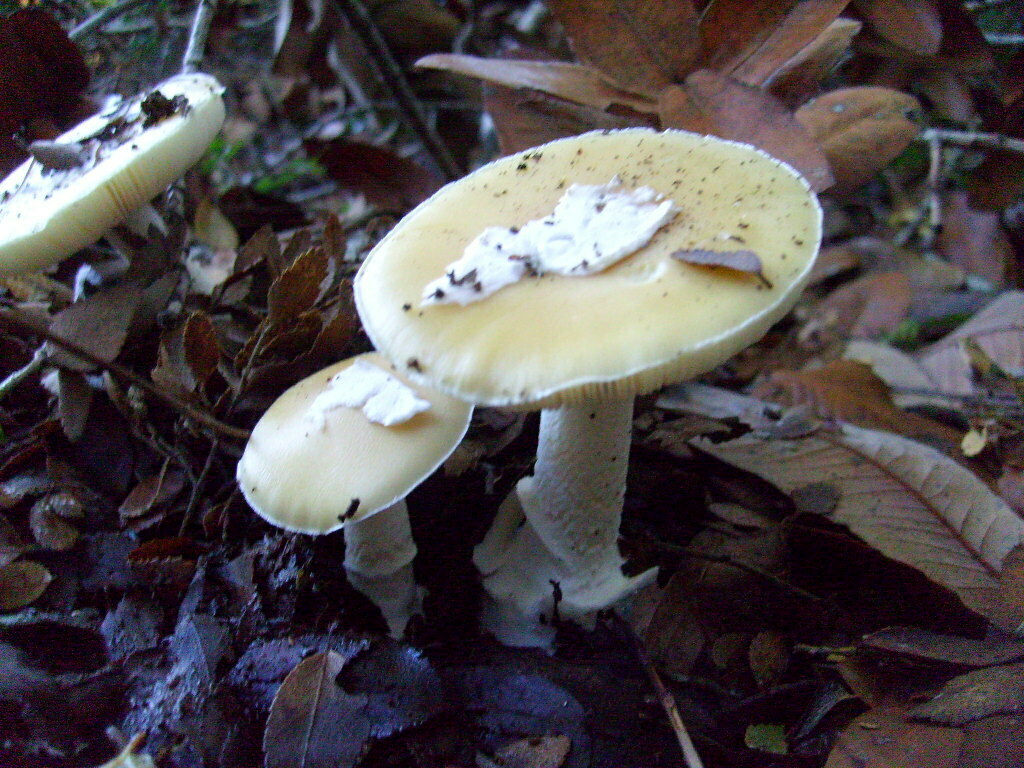 Amanita toxica · May 2009 · photo: © hector_montero (iNaturalist, cc-by)