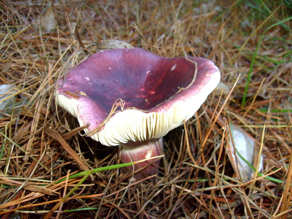 Russula sardonia · May 2009 · photo: © hector_montero (iNaturalist, cc-by)