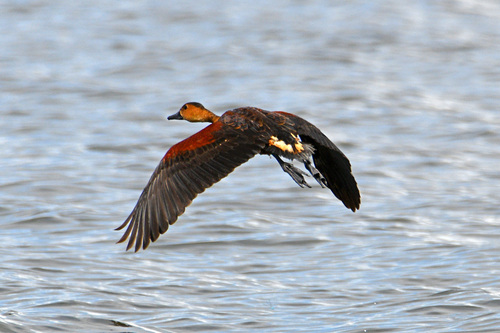 Wandering Whistling-Duck (Dendrocygna arcuata)
