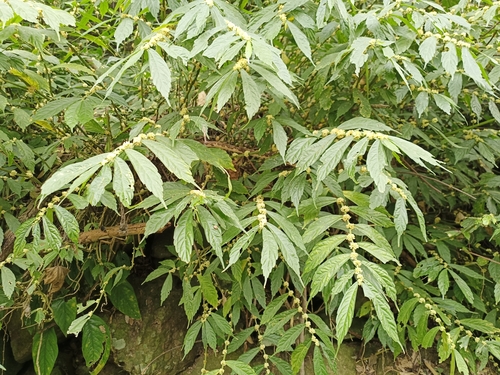 Image of Elatostema lineolatum by (c) Wang J.P., some rights reserved (CC BY)