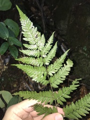 Dryopteris tenuicula, photograph author not stated, no rights reserved