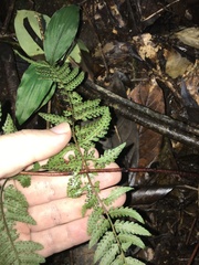 Dryopteris tenuicula, photograph author not stated, no rights reserved