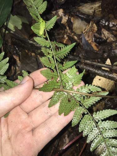 Dryopteris tenuicula, photograph 4